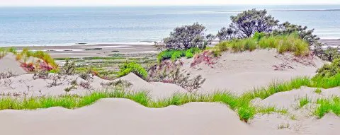 113-ZEELAND DUINEN DSC06338 