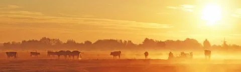 138-KRIMPENERWAARDSE Polder sfeer DSC04741