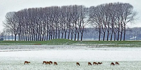 173-Holl.Biesbos Reeen Sneeuw963