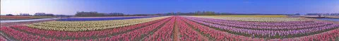 003-KEUKENHOF BOLLENVELDEN 