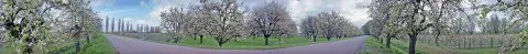 058- Betuwe Bloesem Eppo434